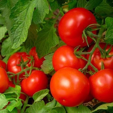10. Domates

Likopen içeriği sayesinde hücreleri oksidatif strese karşı korumaya yardımcı olur.