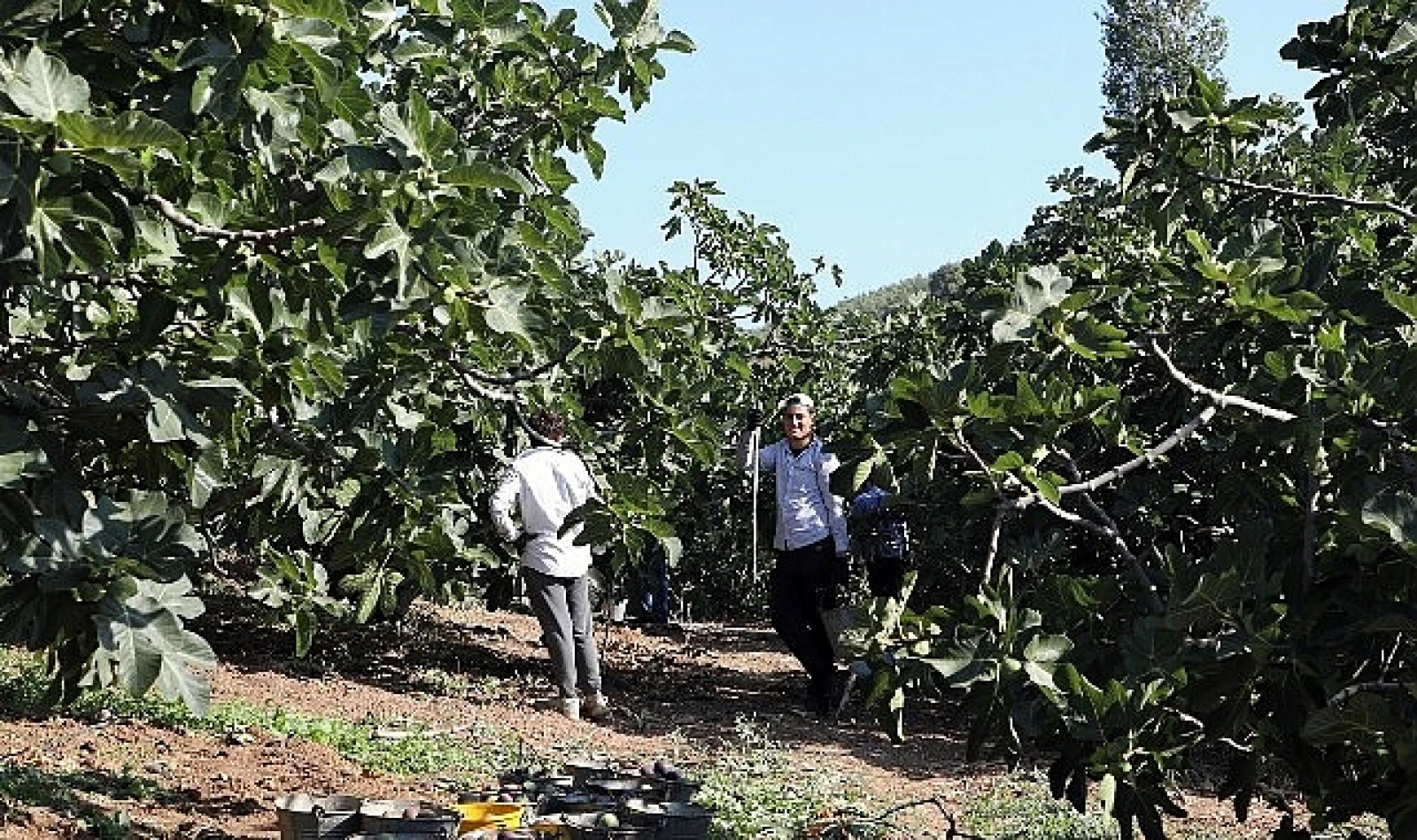 Mudanya’da Bursa Siyah İnciri Hasadı Sürüyor