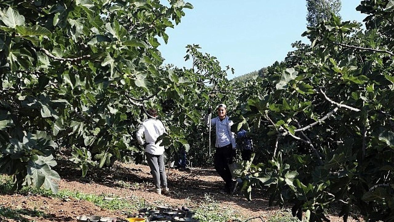 Mudanya’da Bursa Siyah İnciri Hasadı Sürüyor